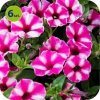 Supertunia Vista Raspberry 6 sztuk